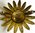 Brdr. Bjerring silver-gilt daisy brooch with central moonstone